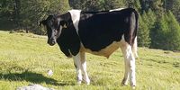 Holstein-Ochse Willi