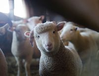Unsere Schafe auf dem Lebenshof Magmir in Südtirol