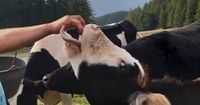 Unsere Tiere auf dem Lebenshof Magmir - Südtirols erstem Gnadenhof für Nutztiere